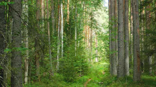 Профильные службы подсчитали ущерб в Воронежском заповеднике после весеннего пожара