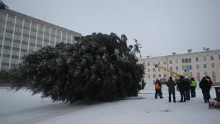 Воронежцев будут штрафовать за срубленные к Новому году ели и сосны