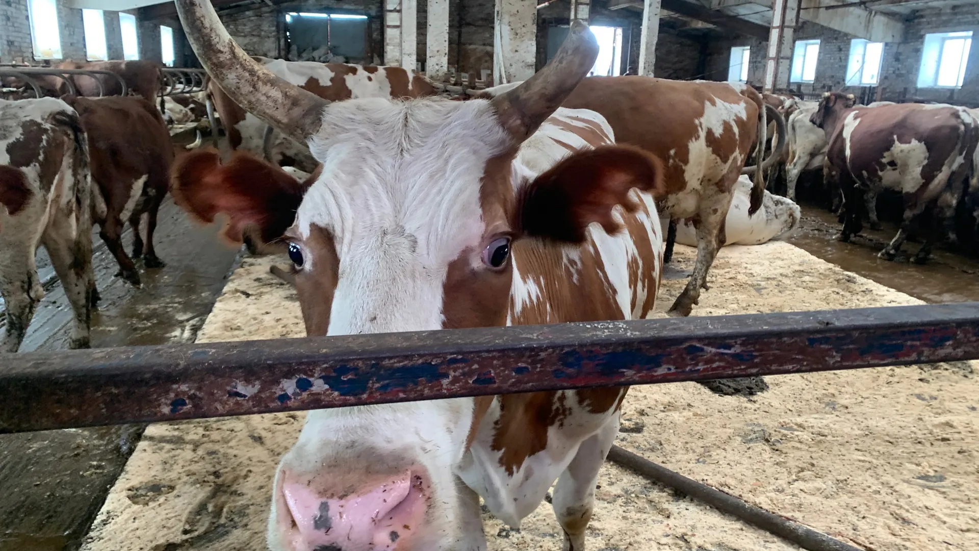 Более 60 партий некачественной продукции выявили ветеринары в Воронежской области с начала года