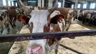 Более 60 партий некачественной продукции выявили ветеринары в Воронежской области с начала года