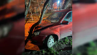 В Воронеже водитель врезался на скорости в дерево