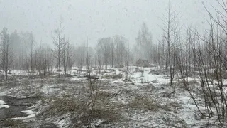 В Воронежской области ввели штормовое предупреждение из-за сильного ветра