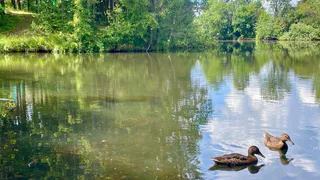 В Воронежской области растёт угроза заражения лихорадкой Западного Нила из-за активности комаров и клещей